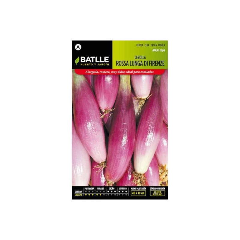 Cebolla Rosa Lung di Firenze