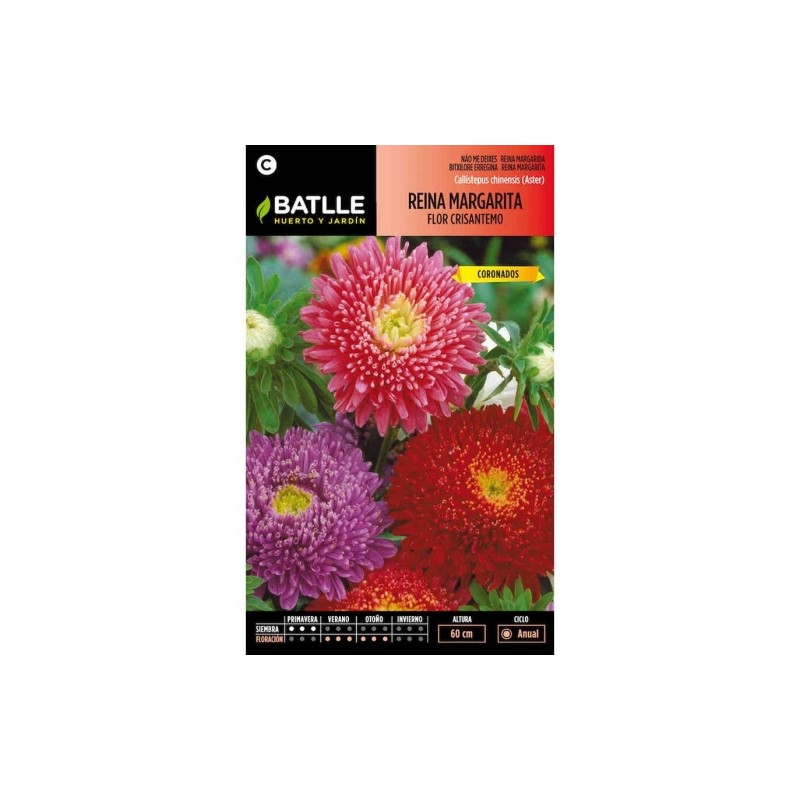Reina Marg. FLOR CRISANTEMO