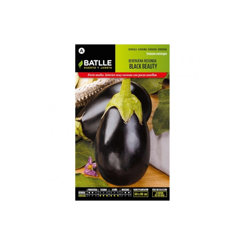 Berenjena REDONDA Black Beauty