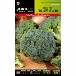 Broculi VERDE CALABRESE