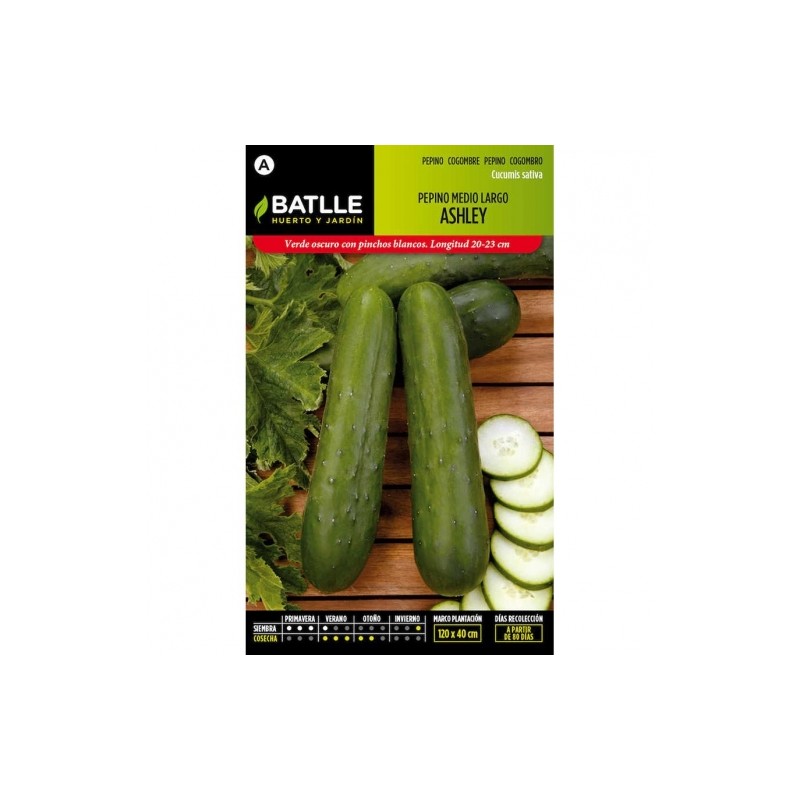 Pepino ASHLEY medio largo