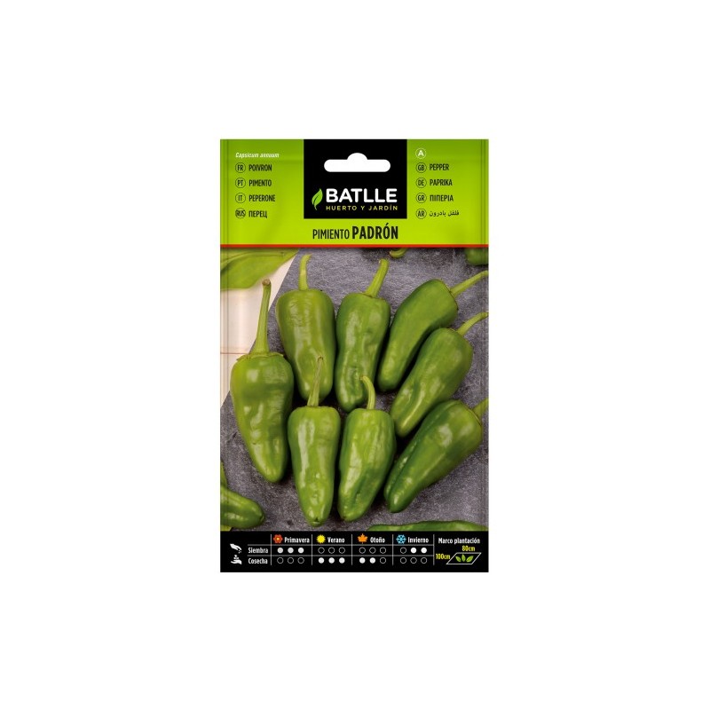 Pimiento PADRON