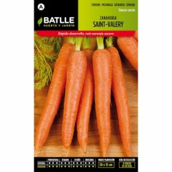Zanahoria SAINT VALERY CHANTENAY 2