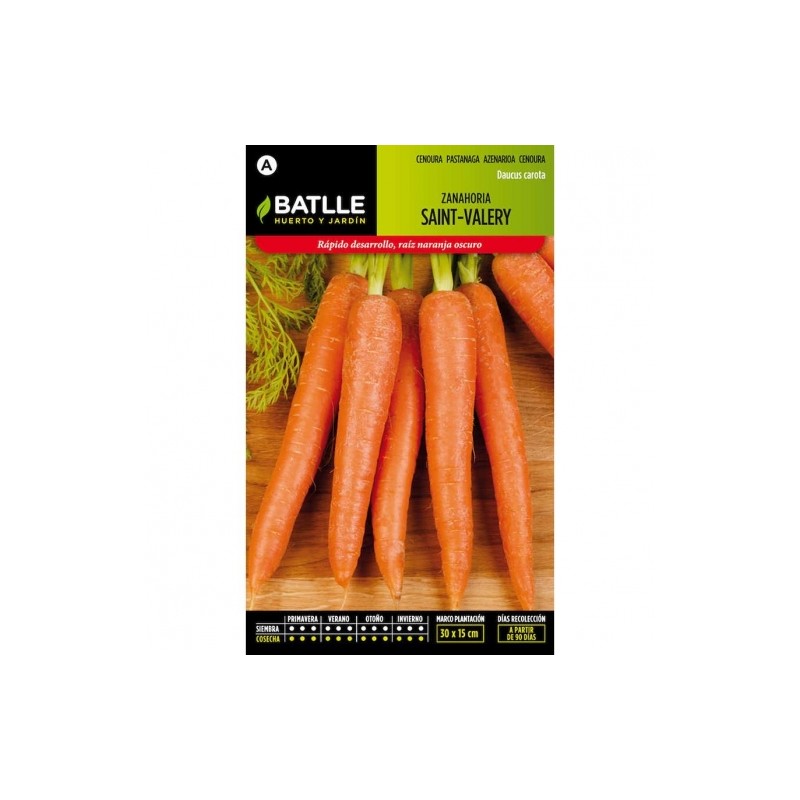Zanahoria SAINT VALERY CHANTENAY 2