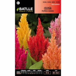 Celosia PLUMOSA variada