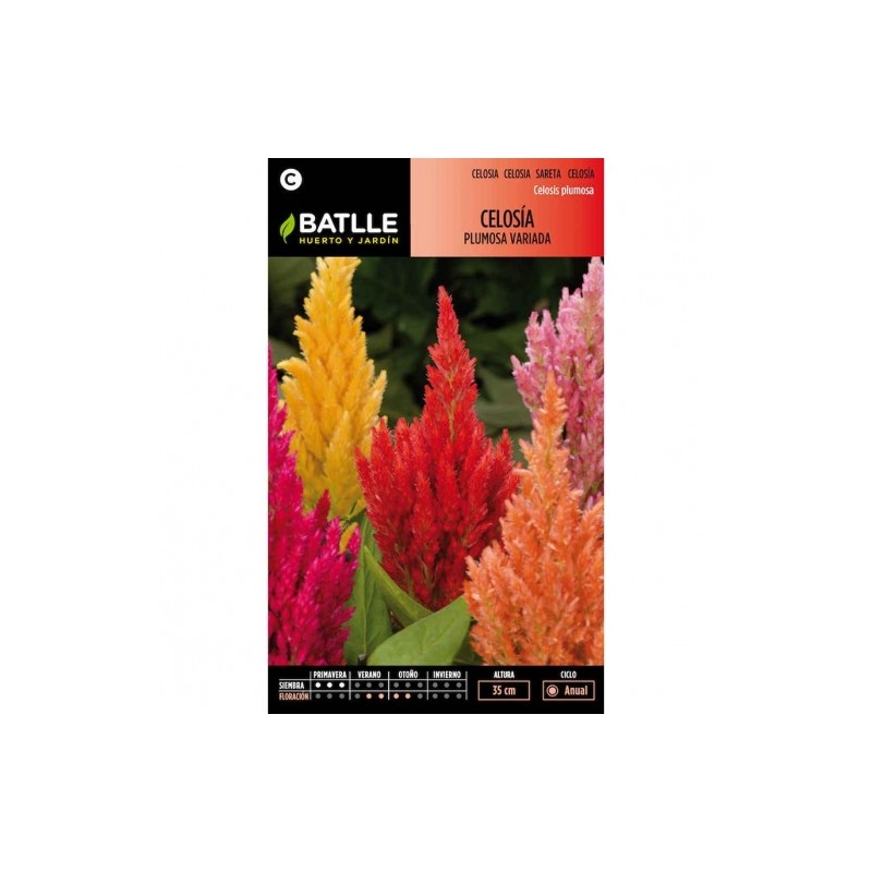 Celosia PLUMOSA variada