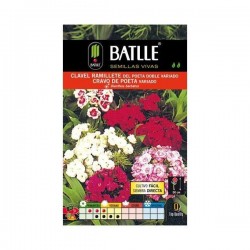 Clavel RAMILLETE del Poeta Variado