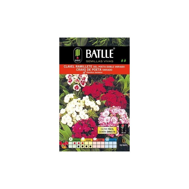 Clavel RAMILLETE del Poeta Variado