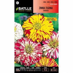 Zinnia TIGRINA variada