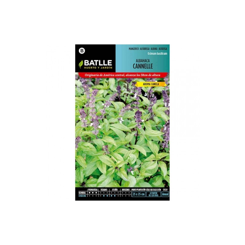 Albahaca Canelle