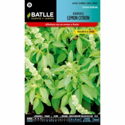 Albahaca Lemon Citron