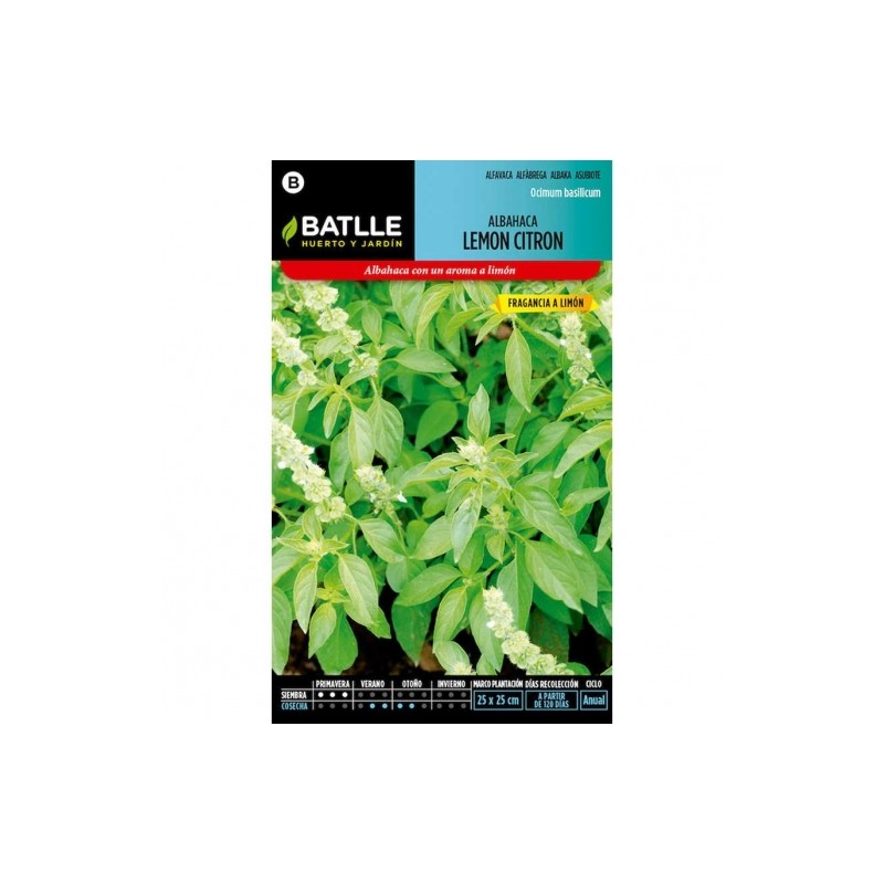 Albahaca Lemon Citron