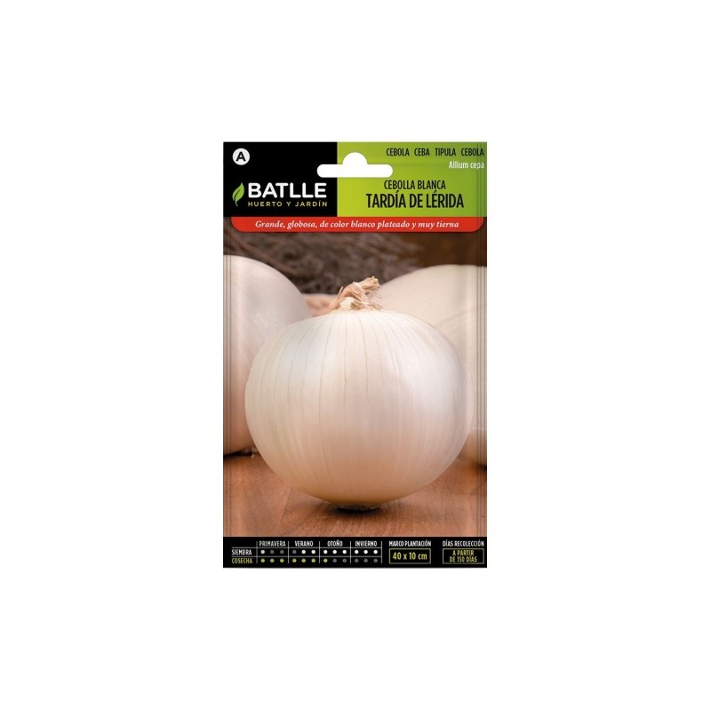 Cebolla Grande tardía de LERIDA
