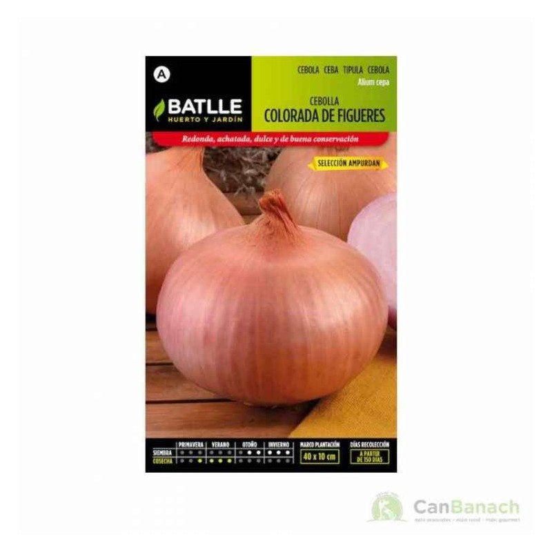 Cebolla Col.FIGUERES-AMPURDAN