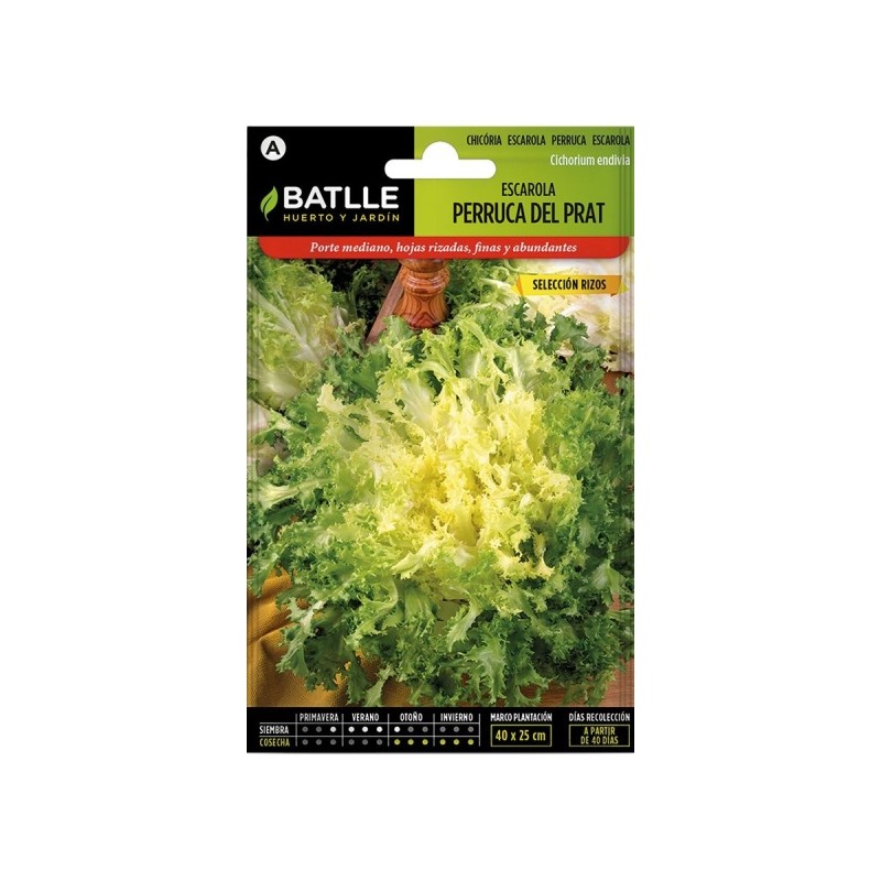 Escarola Perruca del Prat S. RIZOS