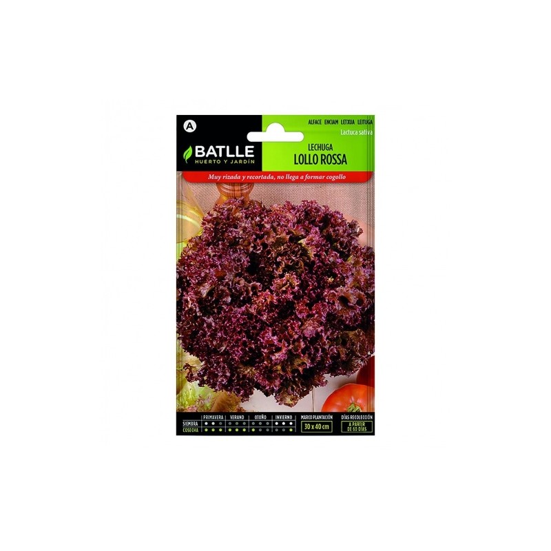 Lechuga LOLLO ROSSA