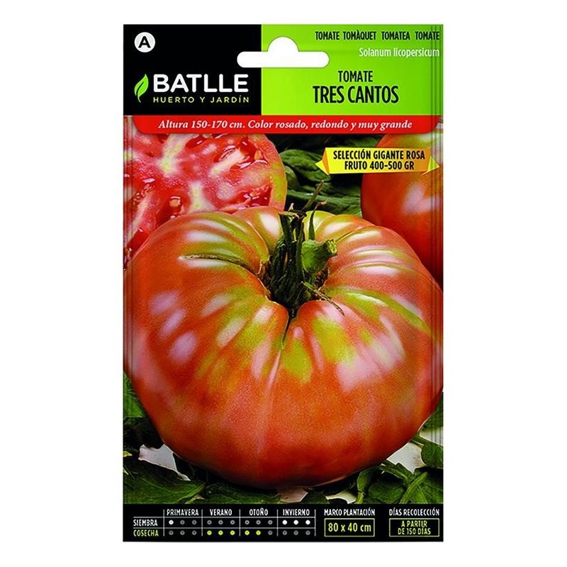 Tomate 3 cantos Gigante ROSA