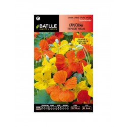 Capuchina TREPADORA Variada