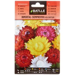 Immortal-Siempreviva Helichrysum