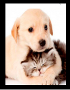 ANIMALES - MASCOTAS